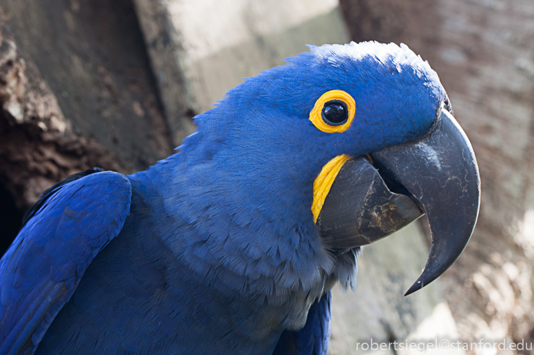 hyacinth macaw